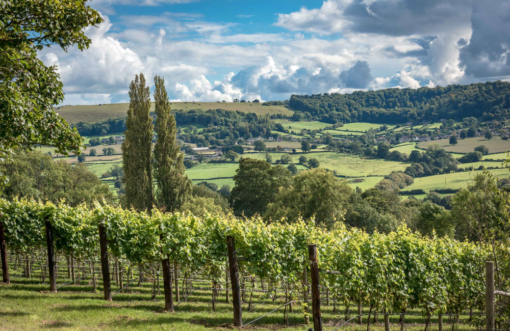 Photograph of the Stroud valley and hillside vineyards courtesy of &copy;Mike Barby